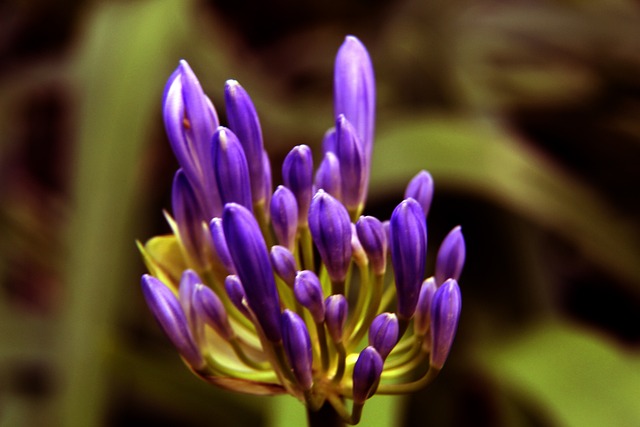 皇家社会以 皇家社会以